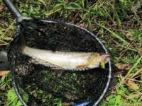 Voblery na pstruhov - pstruhové špeciály - výber z woblerov SALMO Voblery na pstruhov - pstruhové špeciály - výber z woblerov SALMO